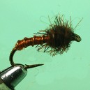 NYMPH RAM 19