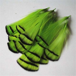 5 PLUMES DE FAISAN LADY AMHERST TEINTEES CHARTREUSE