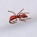 ANT RED FORM